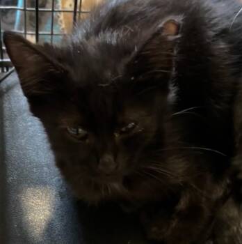 Midnight -  Domestic Short Hair Cat for Adoption in Elizabethton, Tennessee - Midnight | PetCurious