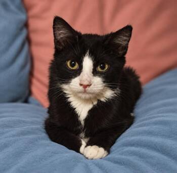 Alice D -  Tuxedo Cat for Adoption in Fresno, California - Alice D | PetCurious