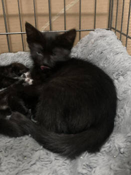 Rescue Domestic Short Hair Cats for Adoption in St. Cloud, Minnesota - Hazel | PetCurious