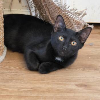 Jackson -  Domestic Short Hair Cat for Adoption in Lawrenceville, Georgia - Jackson | PetCurious