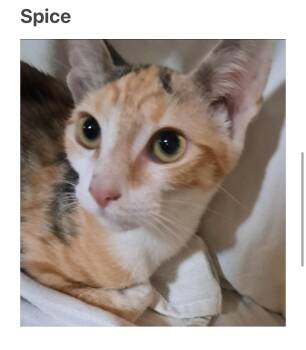 Rescue Domestic Short Hair Cats for Adoption in La Canada Flintridge, California - Spice | PetCurious