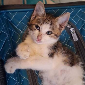 Mascot -  Domestic Short Hair Cat for Adoption in New York, New York - Mascot | PetCurious