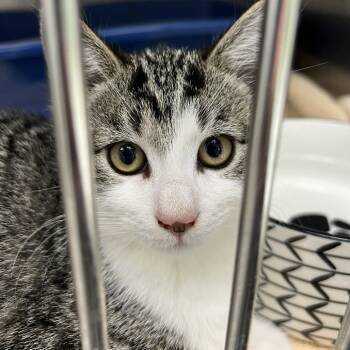 Rescue Domestic Short Hair Cats for Adoption in Hampton Bays, New York - Chai | PetCurious