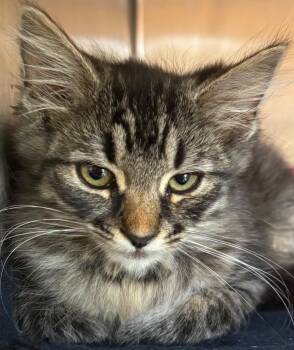 SWAN -  Domestic Long Hair Cat for Adoption in Elizabethton, Tennessee - SWAN | PetCurious