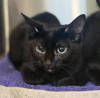 Salem -  Domestic Short Hair Cat for Adoption in Sioux City, Iowa - Salem | PetCurious