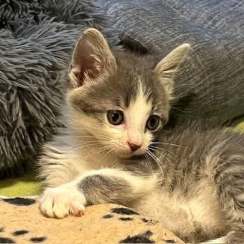 Springer--In Foster***ADOPTION PENDING*** -  Domestic Short Hair Cat for Adoption in Fargo, North Dakota - Springer--In Foster***ADOPTION PENDING*** | PetCurious