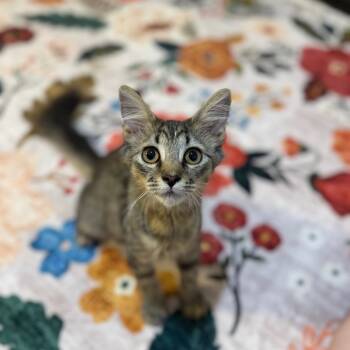 Rescue Domestic Short Hair Cats for Adoption in Port Richey, Florida - Balfour | PetCurious