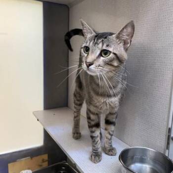 Virtue -  Domestic Short Hair Cat for Adoption in Richmond, Virginia - Virtue | PetCurious