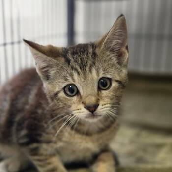 Churro -  Domestic Short Hair Cat for Adoption in Muncie, Indiana - Churro | PetCurious