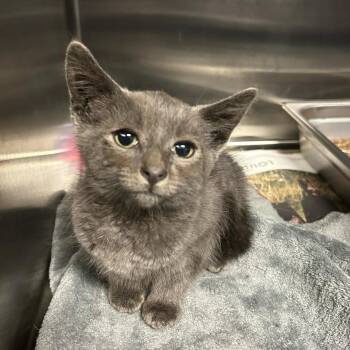 Bramley -  Russian Blue and American Shorthair Cat for Adoption in Montclair, New Jersey - Bramley | PetCurious