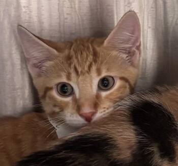 Yellow -  Domestic Short Hair Cat for Adoption - Yellow | PetCurious