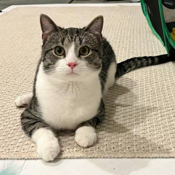Tabby Cats Available for Adoption in Sanford, North Carolina - Robbie | PetCurious