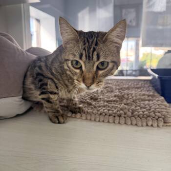 Domestic Short Hair Cats Available for Adoption - Tiger | PetCurious