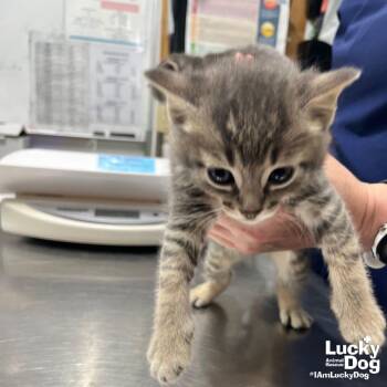 Domestic Short Hair Cats Available for Adoption in Washington, District Of Columbia - Cuppa Maxwell House | PetCurious