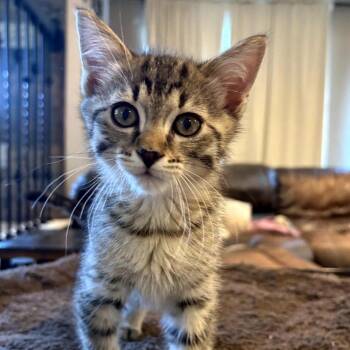 Hunter -  Domestic Short Hair Cat for Adoption in Layton, Utah - Hunter | PetCurious