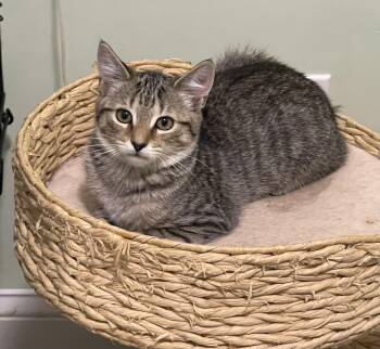 Kensington -  Tabby Cat for Adoption in Richmond, Virginia - Kensington | PetCurious