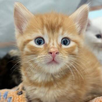 Merida -  Domestic Short Hair Cat for Adoption in Denver, Colorado - Merida | PetCurious