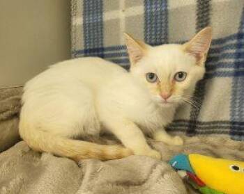 Lewis -  Domestic Short Hair Cat for Adoption in Bucyrus, Ohio - Lewis | PetCurious