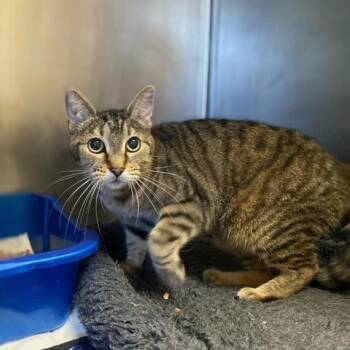 Jade -  Domestic Short Hair Cat for Adoption in Chehalis, Washington - Jade | PetCurious