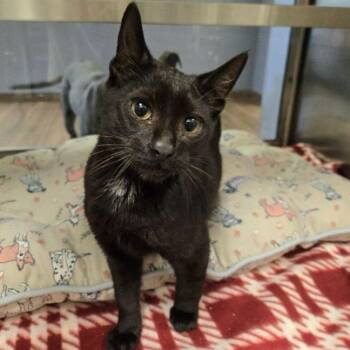 Domestic Short Hair Cats Available for Adoption - Bacardi | PetCurious