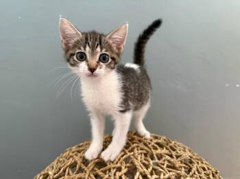 Hailey & Harper BONDED LOCATED IN NE -  Domestic Short Hair Cat for Adoption in Boca Raton, Florida - Hailey & Harper BONDED LOCATED IN NE | PetCurious