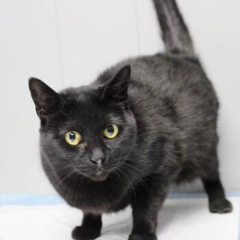 Pumpkin -  Domestic Short Hair Cat for Adoption in Midland, Texas - Pumpkin | PetCurious