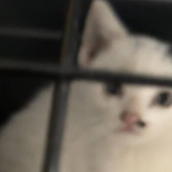 Stanford -  Domestic Short Hair Cat for Adoption in New York, New York - Stanford | PetCurious
