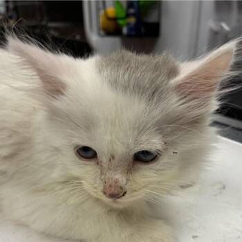 Domestic Long Hair Cats Available for Adoption - Aladin | PetCurious