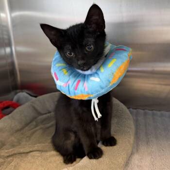 Galadriel -  Domestic Short Hair Cat for Adoption - Galadriel | PetCurious