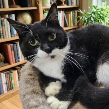 Tuxedo Cats Available for Adoption in Maple Shade, New Jersey - Nevaeh | PetCurious