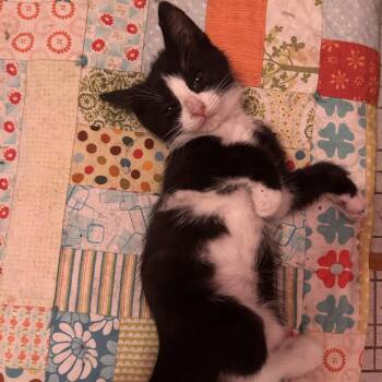 26-131 Puck -  Domestic Short Hair Cat for Adoption in North Branford, Connecticut - 26-131 Puck | PetCurious