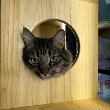 Domestic Short Hair Cats Available for Adoption - Shane | PetCurious