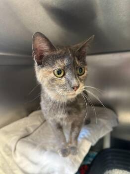Domestic Short Hair Cats Available for Adoption in Bowling Green, Ohio - Lucy Gray | PetCurious