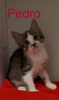 Tabby Cats Available for Adoption in Casselberry, Florida - Pedro | PetCurious