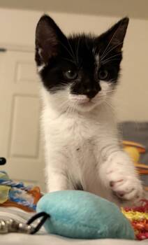 HOLSTEIN -  Domestic Short Hair Cat for Adoption in Spotswood, New Jersey - HOLSTEIN | PetCurious