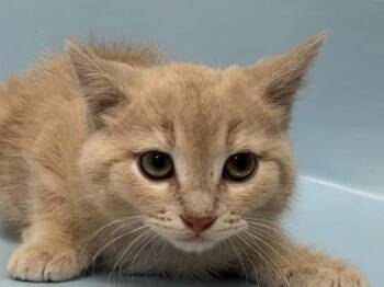 Jar Jar Binks -  Domestic Long Hair and Domestic Short Hair Cat for Adoption in Woodbury, Minnesota - Jar Jar Binks | PetCurious