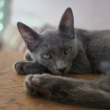 Masha -  Russian Blue and Domestic Short Hair Cat for Adoption in Knoxville, Tennessee - Masha | PetCurious