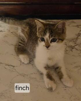 Finch -  Domestic Short Hair Cat for Adoption in Topsham, Maine - Finch | PetCurious