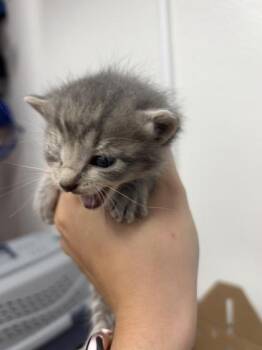 Gage -  Domestic Short Hair Cat for Adoption in West Chester, Pennsylvania - Gage | PetCurious