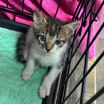 Spa -  Domestic Short Hair Cat for Adoption in Hinesville, Georgia - Spa | PetCurious