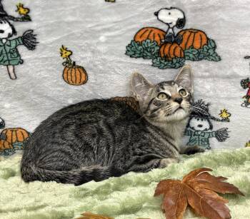 261426  Oswald -  Domestic Short Hair Cat for Adoption in Wetumpka, Alabama - 261426  Oswald | PetCurious