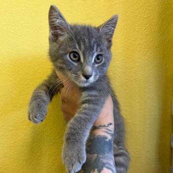 Silvermist -  Domestic Short Hair Cat for Adoption in Webster, Texas - Silvermist | PetCurious