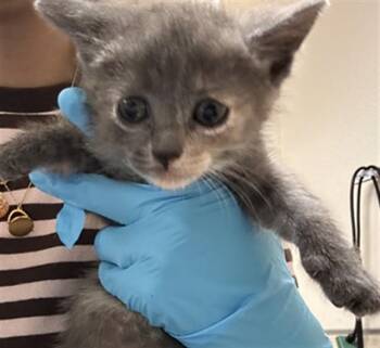 Domestic Short Hair Cats Available for Adoption in Riverside, California - A1919714 | PetCurious