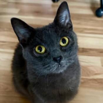 Psyche -  Domestic Short Hair Cat for Adoption in Evanston, Illinois - Psyche | PetCurious