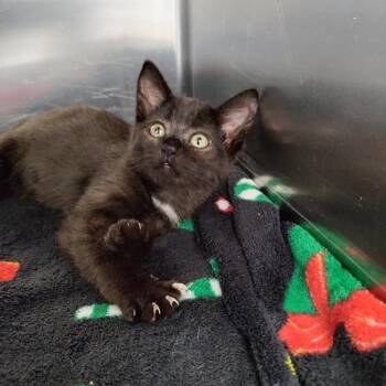 Domestic Short Hair Cats Available for Adoption - Joni | PetCurious