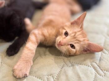 Cosmo -  Domestic Short Hair Cat for Adoption in Valley Park, Oklahoma - Cosmo | PetCurious