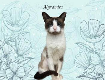 Alyxandra 0624 AVO -  Siamese Cat for Adoption - Alyxandra 0624 AVO | PetCurious