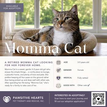 Momma Cat -  Domestic Short Hair Cat for Adoption in Kenhorst, Pennsylvania - Momma Cat | PetCurious