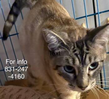 Siamese Cats Available for Adoption in Santa Cruz, California - Pearl | PetCurious