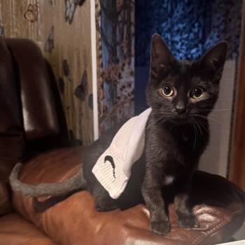 Rescue Domestic Short Hair Cats for Adoption in Kenai, Alaska - Flow | PetCurious